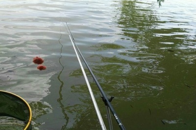 钓鱼时，子线的长短和粗细，会给钓鱼带来怎样的不同效果？一一为你解析