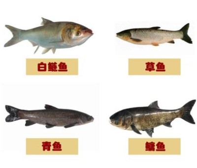 垂钓鲫鱼鲤鱼草鱼鲢鱼的漂讯基础知识