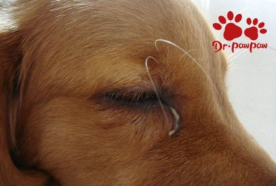 狗狗下眼睑上有个小白点是什么情况，可能是患了这些疾病