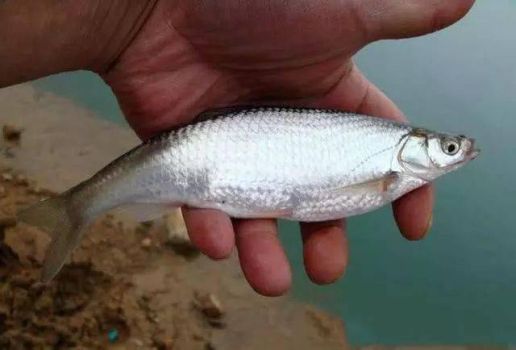 白条鱼的习性和钓法